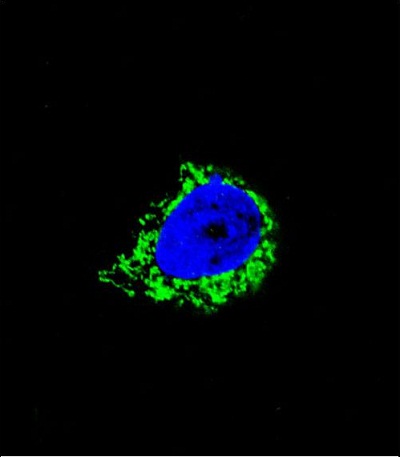 Confocal immunofluorescent analysis of ab91404 with A549 cell followed by Alexa Fluor® 488-conjugated goat anti-rabbit lgG (green). DAPI was used to stain the cell nuclear (blue).