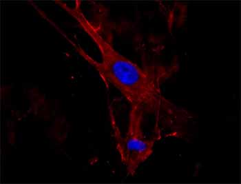 ab36529 staining human fibroblast cells by ICC/IF.  Cells were fixed in formaldehyde, permeabilised in 0.5% triton for 5 min, and blocked with 4% BSA for 1 hour at 20°C.  The primary antibody was diluted 1/200 with 4% BSA/TBST and incubated for 2 hours at 20°C.  An Alexa Fluor® 594 conjugated donkey anti-mouse was used as the secondary antibody.Red fluorescence shows IGFBP3, blue is DNA.See Abreview