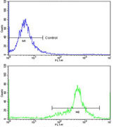 Flow Cytometric analysis of WiDr cells labelling IGFBP6 with ab135606 at a 1/10 dilution (bottom histogram), compared to a negative control cell (top histogram). FITC-conjugated goat-anti-rabbit secondary antibodies were used for the analysis.