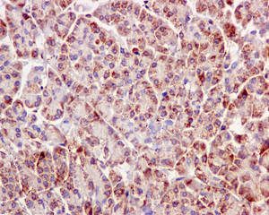 Immunohistochemical analysis of paraffin-embedded Human pancreas tissue labeling IGFBP7 with ab171085 at 1/50 dilution.