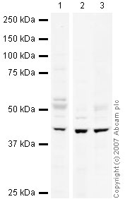 All lanes : Anti-Ihh antibody (ab39634) at 1 µg/mlLane 1 : Brain (Mouse) Tissue LysateLane 2 : Colon (Mouse) Tissue Lysate - normal tissue (ab29544)Lane 3 : NIH 3T3 (Mouse embryonic fibroblast cell line) Whole Cell Lysate (ab7179)Lysates/proteins at 10 µg per lane.SecondaryIRDye 680 Conjugated Goat Anti-Rabbit IgG (H+L) at 1/10000 dilutionPerformed under reducing conditions.