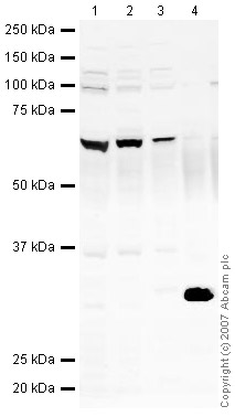 All lanes : Anti-Ikaros antibody (ab26083) at 1 µg/mlLane 1 : HeLa (Human epithelial carcinoma cell line) Whole Cell LysateLane 2 : Jurkat (Human T cell lymphoblast-like cell line) Whole Cell Lysate (ab7899)Lane 3 : Ramos (Human Burkitt's lymphoma cell line)Whole Cell LysateLane 4 : Spleen (Human) Tissue LysateLysates/proteins at 10 µg per lane.SecondaryIRDye 680 Conjugated Goat Anti-Rabbit IgG (H+L) at 1/10000 dilutionPerformed under reducing conditions.