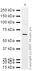 Anti-Ikaros antibody (ab26083) at 1 µg/ml + MEF1 (Mouse embryonic fibroblast cell line) Whole Cell Lysate at 10 µgSecondaryIRDye 680 Conjugated Goat Anti-Rabbit IgG (H+L) at 1/10000 dilutionPerformed under reducing conditions.