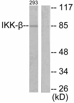 All lanes : Anti-IKK beta antibody (ab55404) at 1/500 dilutionLane 1 : 293 cell extract, treated with LPS (100ng/ml, 30mins), without the immunizing peptideLane 2 : 293 cell extract, treated with LPS (100ng/ml, 30mins), with the immunizing peptide