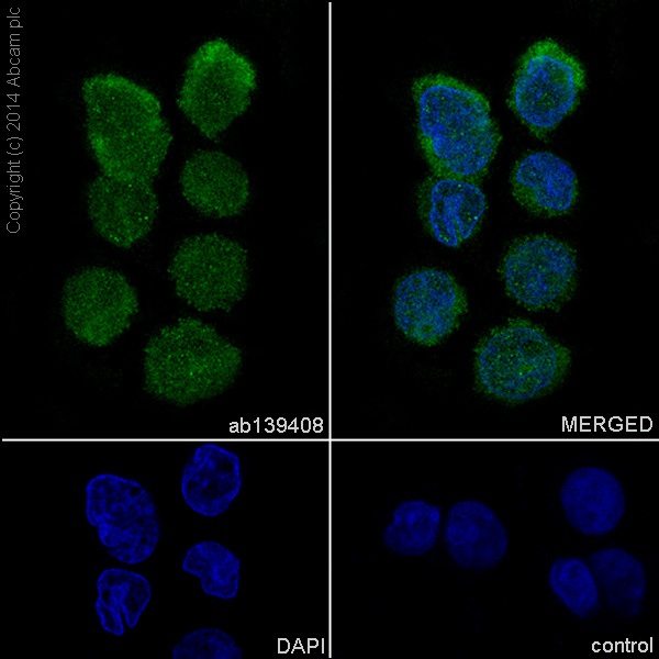 Immunocytochemistry/Immunofluorescence analysis of Jurkat cells labelling IKZF3 (green) with purified ab139408 at 1/100. Cells were fixed with 4% paraformaldehyde and permeabilized with 0.1% Triton X-100. ab150077, an Alexa Fluor® 488-conjugated goat anti-rabbit IgG (1/500) was used as the secondary antibody. DAPI (blue) was used as the nuclear counterstain.Control: primary antibody (1/100) and secondary antibody ab150120, an Alexa Fluor® 594-conjugated goat anti-mouse IgG (1/500).
