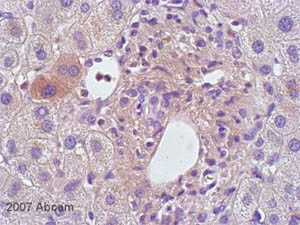ab2105 at 1/20 staining human liver tissue sections by IHC-P. The cells were paraformaldehyde fixed and a heat mediated antigen retrieval step was performed. The tissue was incubated with the tissue overnight at room temperature. A biotinylated donkey anti-rabbit IgG was used as the secondary antibody and this was detected using streptavidin HRP.See Abreview
