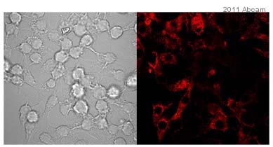 ab9969 staining IL10 in murine immortalised bone marrow-derived macrophage by Immunocytochemistry/ Immunofluorescence. The cells were fixed in paraformaldehyde, permeabilised in 0.01% Triton X-100 and then blocked using 5% serum for 1 hour at 20°C. Samples were then incubated with primary antibody at 1/200 for 1 hour at 20°C. The secondary antibody used was a goat anti-rabbit IgG conjugated to Alexa Fluor® 568 (red) used at a 1/500 dilution.See Abreview
