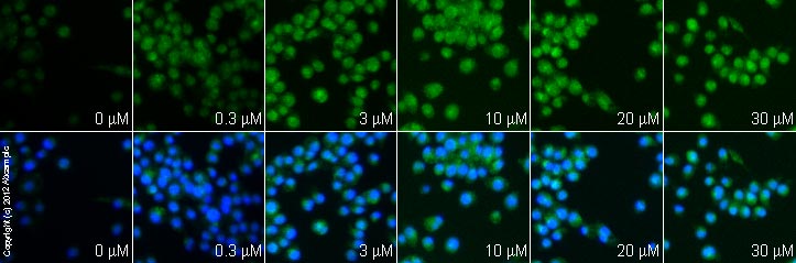 ab9969 staining nucleolin in Raw 264.7 cells treated with spermine (ab120051), by ICC/IF. Increase in IL10 expression correlates with increased concentration of spermine, as described in literature.The cells were incubated at 37°C for 6h in media containing different concentrations of ab120051) (spermine) in DMSO, fixed with 4% formaldehyde for 10 minutes at room temperature and blocked with PBS containing 10% goat serum, 0.3 M glycine, 1% BSA and 0.1% tween for 2h at room temperature. Staining of the treated cells with ab9969 (1 µg/ml) was performed overnight at 4°C in PBS containing 1% BSA and 0.1% tween. A DyLight 488 goat anti-rabbit polyclonal antibody (ab96899) at 1/250 dilution was used as the secondary antibody. Nuclei were counterstained with DAPI and are shown in blue.