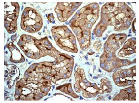 ab125015 at 1/500 staining IL11RA in paraffin embedded Human Kidney tissue by immunohistochemistry.