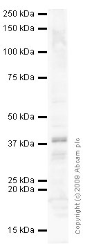 Anti-IL13 receptor alpha 1 (phospho Y405) antibody (ab63407) at 1 µg/ml + HCT 116 (Human Colorectal Carcinoma) Whole Cell Lysate at 10 µgSecondaryGoat polyclonal to Rabbit IgG - H&L - Pre-Adsorbed (HRP) at 1/3000 dilution