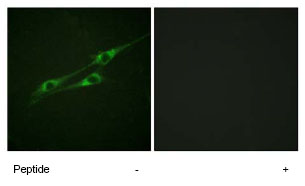 ab79277 at 1/500 dilution staining IL13 receptor alpha 1 in NIH3T3 cells by Immunofluorescence, in the absence or presence of the immunising peptide.
