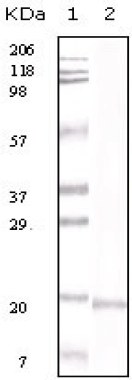 Anti-IL16 antibody [1F12D7] (ab59010) + truncated IL16 recombinant protein