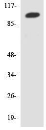 Anti-IL17A Receptor antibody (ab136970) at 1/500 dilution + HeLa cell lysate at 30 µg