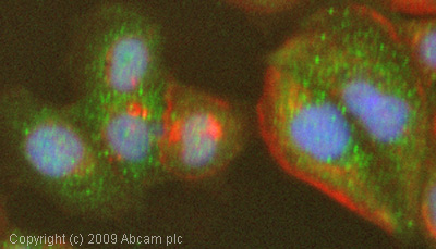 ICC/IF image of ab2573 stained MCF-7 cells. The cells were 4% formaldehyde fixed (10 min) and then incubated in 1%BSA / 10% normal goat serum / 0.3M glycine in 0.1% PBS-Tween for 1h to permeabilise the cells and block non-specific protein-protein interactions. The cells were then incubated with the antibody (ab2573, 1µg/ml) overnight at +4°C. The secondary antibody (green) was Alexa Fluor® 488 goat anti-rabbit IgG (H+L) used at a 1/1000 dilution for 1h. Alexa Fluor® 594 WGA was used to label plasma membranes (red) at a 1/200 dilution for 1h. DAPI was used to stain the cell nuclei (blue) at a concentration of 1.43µM.