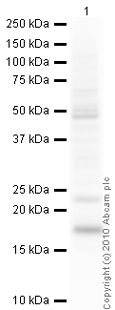 Anti-IL1RA antibody (ab2573) at 1 µg/ml + A431 (Human epithelial carcinoma cell line) Whole Cell Lysate at 10 µgSecondaryGoat Anti-Rabbit IgG H&L (HRP) preadsorbed (ab97080) at 1/5000 dilutiondeveloped using the ECL techniquePerformed under reducing conditions.