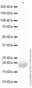 Anti-IL1RA antibody (ab2573) at 1 µg/ml + Human IL1RA full length protein (ab50081) at 0.01 µgSecondaryGoat Anti-Rabbit IgG H&L (HRP) preadsorbed (ab97080) at 1/5000 dilutiondeveloped using the ECL techniquePerformed under reducing conditions.Exposure time :  20 seconds