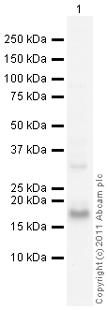 Anti-IL1RA antibody (ab104876) at 1 µg/ml + A431 (Human epithelial carcinoma cell line) Whole Cell Lysate at 10 µgSecondaryGoat Anti-Rabbit IgG H&L (HRP) preadsorbed (ab97080) at 1/5000 dilutiondeveloped using the ECL techniquePerformed under reducing conditions.