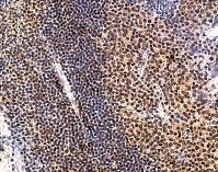 Immunohistochemistry using ab18499 at 1/500 on paraffin-embedded section of human tonsil.