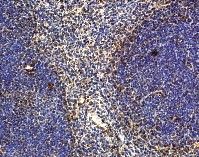 Immunohistochemistry using ab18564 on mouse spleen at 1/500.
