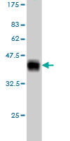 Western blot against tagged recombinant protein immunogen using ab56811 IL24 antibody at 1ug/ml.