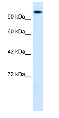 Anti-HIPK2 antibody (ab28507) at 0.06 µg/ml + HepG2 Cell LysateSecondaryRabbit Anti HIPK2 at 1/50000 dilution