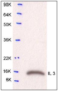 Anti-IL3 antibody (ab60348) at 5 µg/mlSecondaryanti-sheep IgG - HRP at 1/10000 dilution