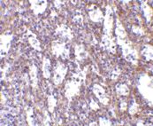 IHC-P of Human spleen tissue with ab37158 at 10 µg/ml