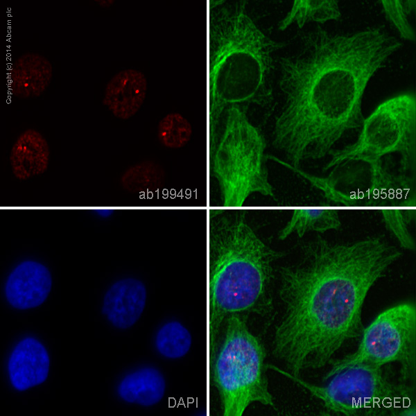 ab199491 staining HIPK2 in HeLa cells. The cells were fixed with 100% methanol (5 min), permeabilized with 0.1% Triton X-100 for 5 minutes and then blocked with 1% BSA/10% normal goat serum/0.3M glycine in 0.1% PBS-Tween for 1h. The cells were then incubated overnight at +4°C with ab at a 1/100 dilution (shown in red) and ab195887, Mouse monoclonal to alpha Tubulin (Alexa Fluor® 488), at a 1/250 dilution (shown in green). Nuclear DNA was labelled with DAPI (shown in blue).Image was taken with a confocal microscope (Leica-Microsystems, TCS SP8).This product also gave a positive signal under the same testing conditions in HeLa cells fixed with 4% formaldehyde (10 min).