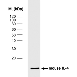 Anti-IL4 antibody [BVD4-1D11] (ab11524) + mouse IL-4 recombinant protein