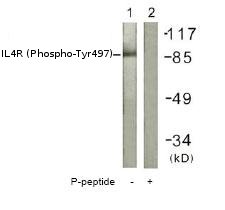 All lanes : Anti-IL4R (phospho Y497) antibody (ab61099) at 1/500 dilutionLane 1 : Extracts from 293 cellsLane 2 : Extracts from 293 cells with immunizing phosphopeptide