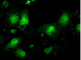 ab118014, at 1/100 dilution, staining ILF2 in COS7 cells transiently transfected by pCMV6-ENTRY ILF2 by Immunofluorescence.