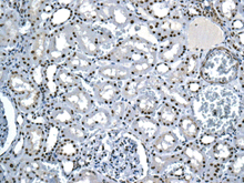 Immunohistochemical analysis of paraffin-embedded Human kidney tissue labeling ILF2 with ab154169 at 1/100 dilution.