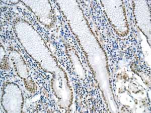 Immunohistochemical analysis of paraffin embedded Human normal stomach tissue using ab154169 showing +ve staining.