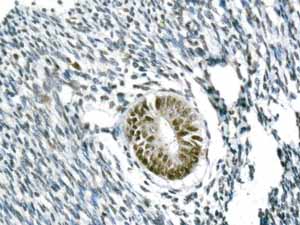 Immunohistochemical analysis of paraffin embedded Human normal uterus tissue using ab154169 showing +ve staining.