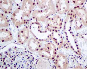 Immunohistochemical analysis of paraffin embedded Human normal kidney tissue using ab154791 showing +ve staining.
