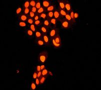 Immunofluorescent analysis of HeLa cells labelling ILF3 with ab133354 1/100 dilution.
