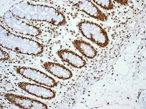 Immunohistochemical analysis of paraffin embedded normal Human colon tissue using ab133354 showing +ve staining.