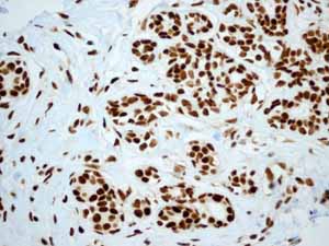 Immunohistochemical analysis of paraffin embedded normal Human breast tissue using ab133354 showing +ve staining.