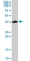 Anti-IMPACT antibody (ab72444) + Rat brainSecondaryHRP-conjugated goat anti-mouse IgG (H&L)