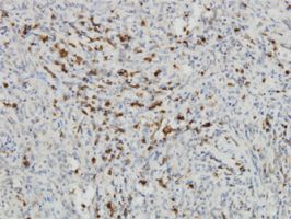 Indoleamine 2 3-dioxygenase antibody (ab55305) used in immunohistochemistry at 3ug/ml on formalin fixed and paraffin embedded human spleen.