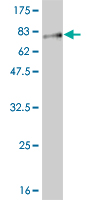 Anti-Indoleamine 2, 3-dioxygenase antibody (ab55301) at 5 µg/ml + 0.2 µg/lane of recombinant Indoleamine 2, 3-dioxygenase protein with a tagSecondaryGoat anti mouse IgG (H&L)-HRP conjugate at 1/5000 dilution
