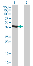 All lanes : Anti-Indoleamine 2, 3-dioxygenase antibody (ab55301) at 5 µg/mlLane 1 : 50 µg/lane of transfected 293T cell line lysateLane 2 : 50 µg/lane of non-transfected 293T cell line lysateSecondaryGoat anti mouse IgG (H&L)-HRP conjugate at 1/2500 dilution