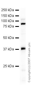 Anti-HIRA antibody (ab20655) at 1 µg/ml + HepG2 (Human hepatocellular liver carcinoma cell line) Nuclear Lysate (ab14660) at 10 µgSecondaryIRDye 680 Conjugated Goat Anti-Rabbit IgG (H+L) at 1/10000 dilutionPerformed under reducing conditions.