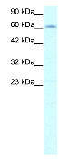 Anti-Influenza Virus NS1A Binding Protein antibody (ab22846) at 2 µg/ml + HepG2 (Human hepatocellular liver carcinoma cell line) Whole Cell Lysate (ab7900)
