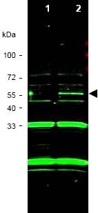 All lanes : Anti-ING3 antibody (ab3713) at 1/1000 dilutionLane 1 : RKO whole cell lysateLane 2 : RKO cells transfected with ING3 - whole cell lysateLysates/proteins at 10 µg per lane.SecondaryIRDye 800 conjugated Rabbit anti-Goat IgG [H&L] at 1/10000 dilutionPerformed under reducing conditions.