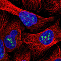 Immunofluorescence analysis of PFA/Triton X-100 fixed/permeabilized U 2 OS cells labeling INO80C with ab151046 at 4 µg/ml.