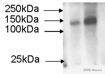 All lanes : Anti-iNOS antibody (ab3523) at 1/3000 dilutionLane 1 : Whole tissue lysate prepared from mouse lungsLane 2 : Whole tissue lysate prepared from mouse lungsLysates/proteins at 20 µg per lane.SecondaryGoat Anti-Rabbit IgG H&L (HRP) (ab6721) at 1/10000 dilutiondeveloped using the ECL techniqueObserved band size : 131 kDa (why is the actual band size different from the predicted?)Exposure time :  30 secondsThis image is courtesy of an anonymous AbreviewSee Abreview