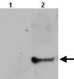 All lanes : Anti-iNOS antibody (ab21775) at 1/1000 dilutionLane 1 : Total protein extract from E. coli with ~50ng to 100ng of a negative control fusion protein with an irrelevant antigen at 20 ugLane 2 : Total protein extract from E. coli with ~50ng to 500ng of the antigen fusion protein at 20 ug SecondaryRabbit anti-mouse IgG + IgM, (H+L) horseradish peroxidase conjugated at 1/5000 dilutionPerformed under reducing conditions.