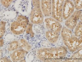 INPP5F antibody (ab57988) used in immunohistochemistry at 3ug/ml on formalin fixed and paraffin embedded human kidney.