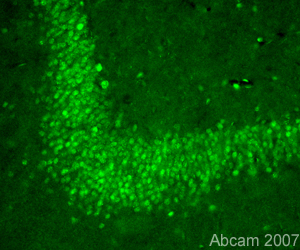 Immunofluorescent staining for Insulin degrading enzyme/IDE in rat brain rat hippocampus using Rabbit polyclonal to Insulin degrading enzyme/IDE (ab32216). . The staining is located in the neuronal soma and is finely punctuated. The picture was acquired using the X20 objective. Protocol details: Rats were intracardially perfused with 4% paraformaldehyde. Whole brain tissue was post-fixed overnight in the same fixative, and cryoprotected in 20% sucrose and frozen in OCT. 30µm coronal sections were cut by cryostat for use in fre floating IHC. Primary antibody ab32216 was incubated overnight at 1/100 at room temperature. Secondary antibody Alexa fluor 488 1/1000 was incubated for 2 hours at room temperature.